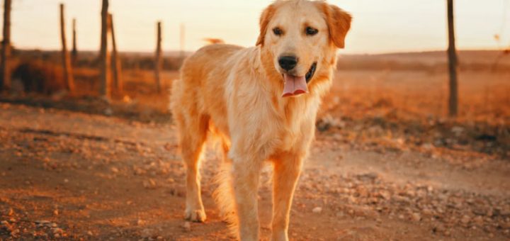 Golden Retriever Breeders in Colorado