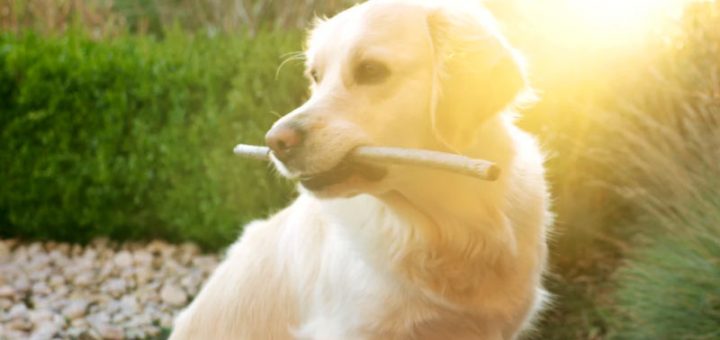 Golden Retriever breeders in Georgia