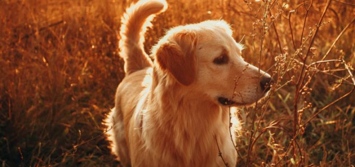 Golden Retriever Breeders in Illinois: 8 breeders reviewed