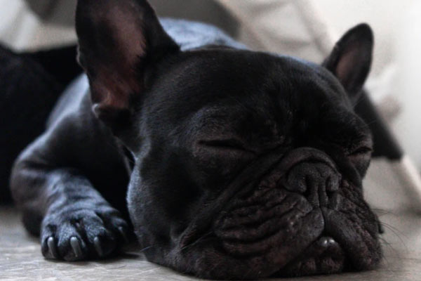 French Bulldog Breeders in PA: French Bulldog Owner review (Tallie and her Frenchie Phoebe)