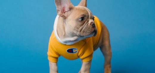 French Bulldog Breeders in Ohio reviewed