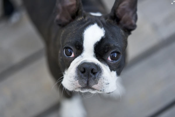 French Bulldog Breeders in PA: Northern Light French bulldogs