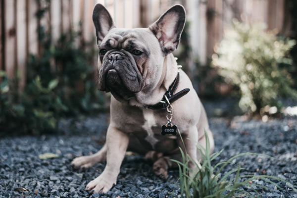 Other French Bulldog breeders in Pennsylvania