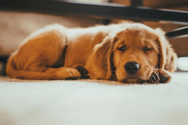 Maxy was a true Golden Retriever in terms of his intelligence.