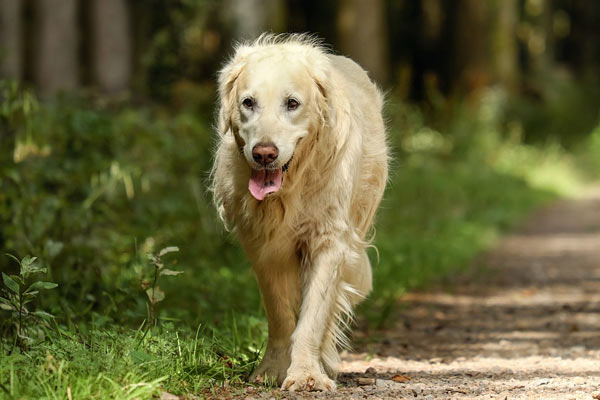 Like all Golden Retrievers, Maxy is an incredibly friendly dog.