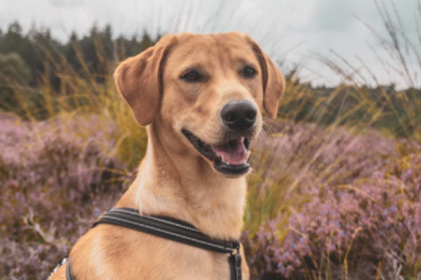 Golden Retriever Breeders in Alabama: Summer Brook Goldens