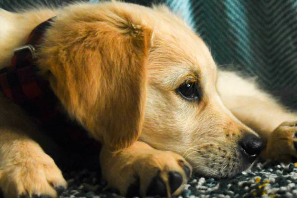 Golden Retriever Breeders in Alabama: Southland Goldens