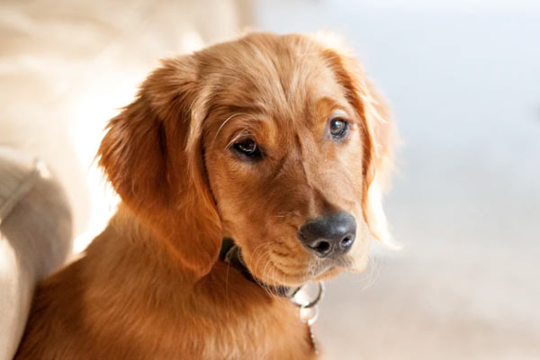 Golden Retriever Breeders in Alabama: Silkspun Golden Retrievers